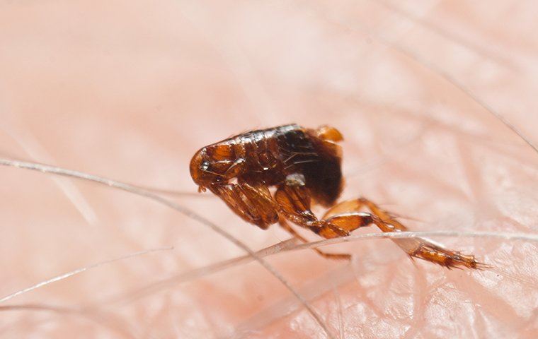close up of a flea on skin